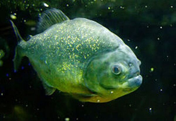 250px-Piranha_fish.jpg