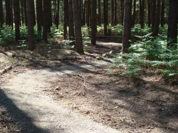 Thetford singletrack.jpg