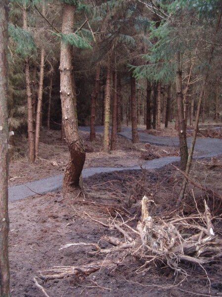 Thetford singletrack2.jpg