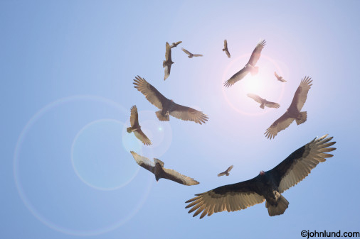 Circling-Vultures.jpg