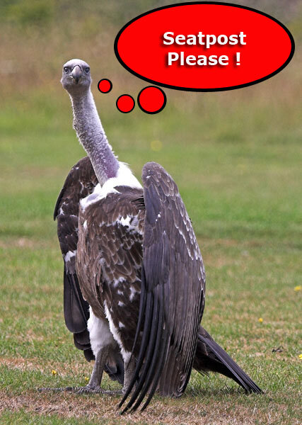 vulture.jpg