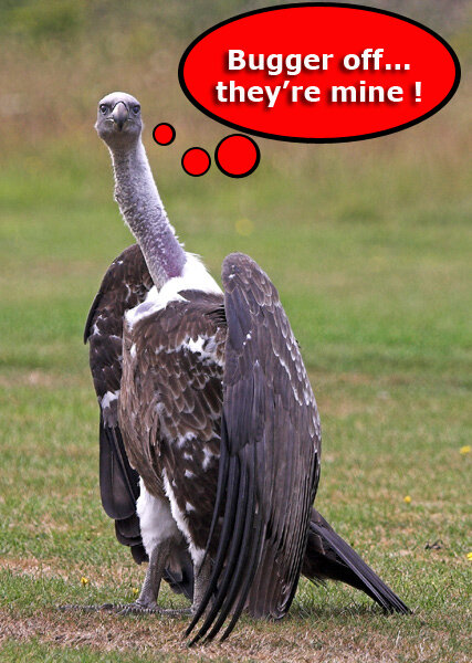 vulture bugger.jpg