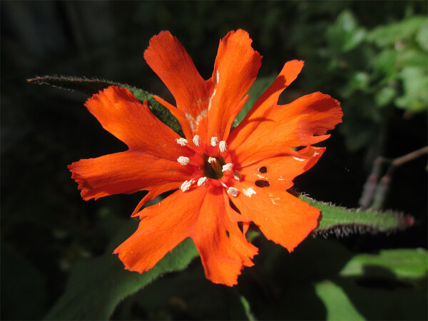 lychnis-coronaria-molten-la.jpg