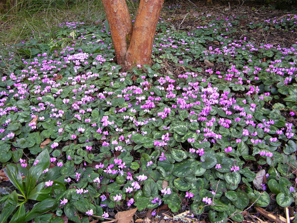 drift-of-cyclamen.jpg