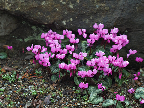 cyclamen flowering.jpg