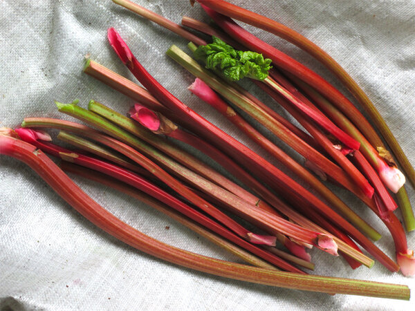 mmm_rhubarb_0530.jpg