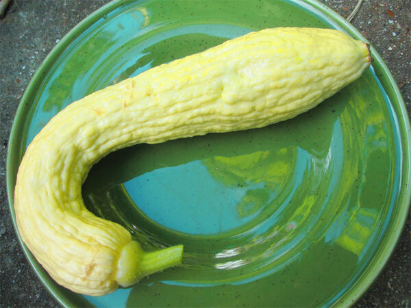 courgette_rugosa_friulana_2.jpg