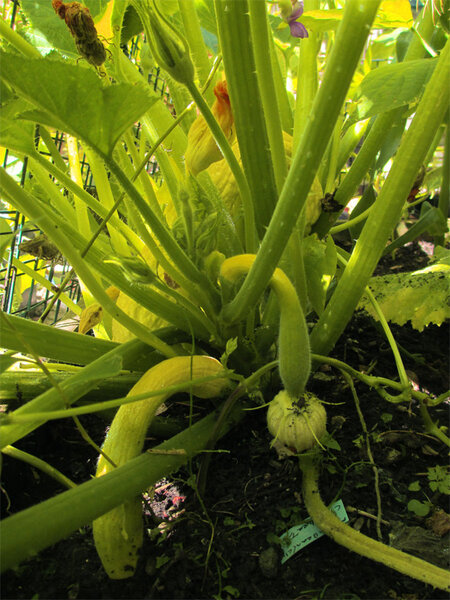 courgette_rugosa_friulana_1.jpg