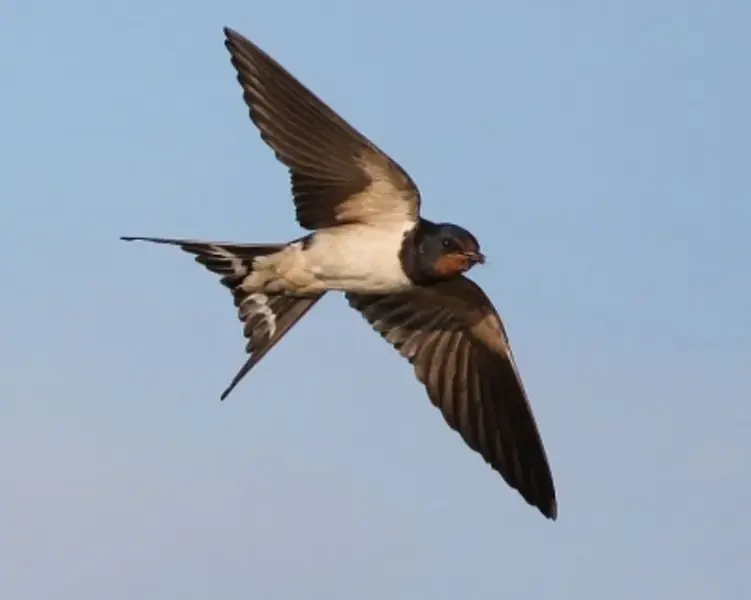 Swallow Migrating.webp