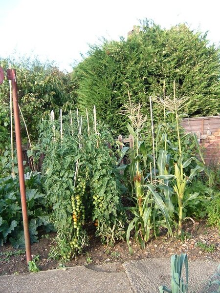 Toms and sweetcorn.JPG