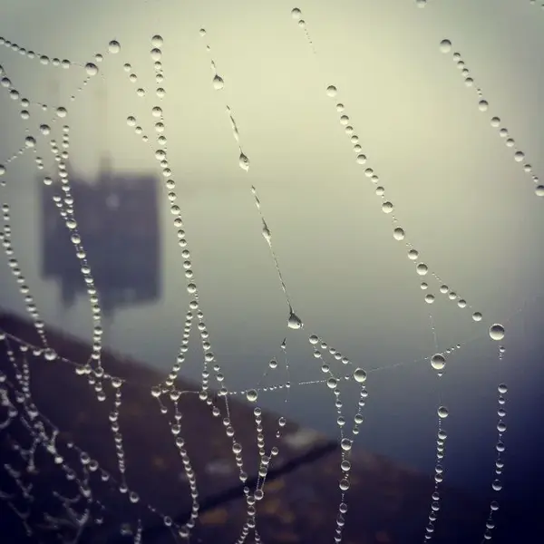 Spiderweb.webp