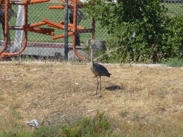 Looong neck Great Blue Heron.jpg