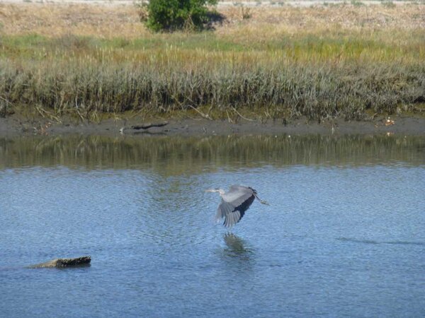 Heron in flight.jpg