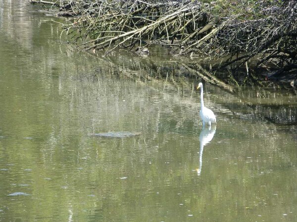 Bird on the water.jpg