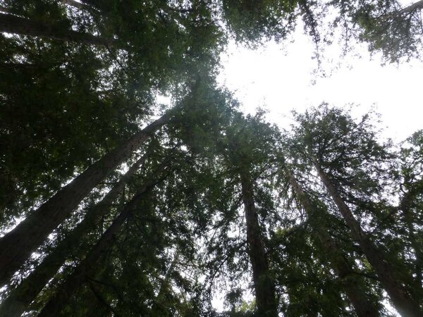 Inside a Redwood Grove.jpg