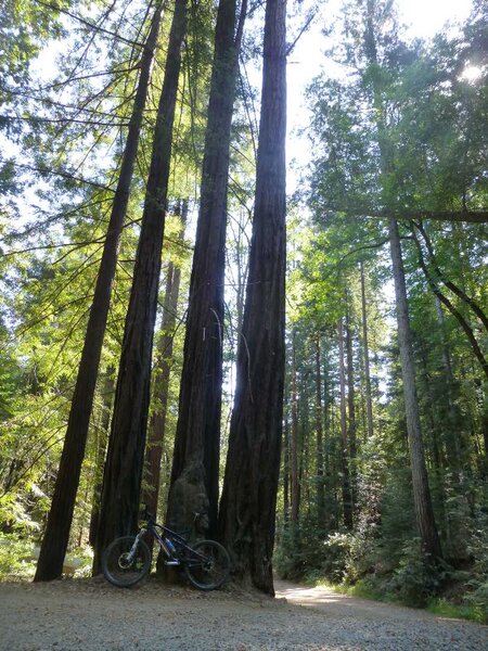 Big Redwoods.jpg