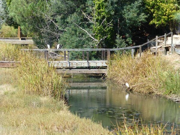 Great White Egrets.jpg