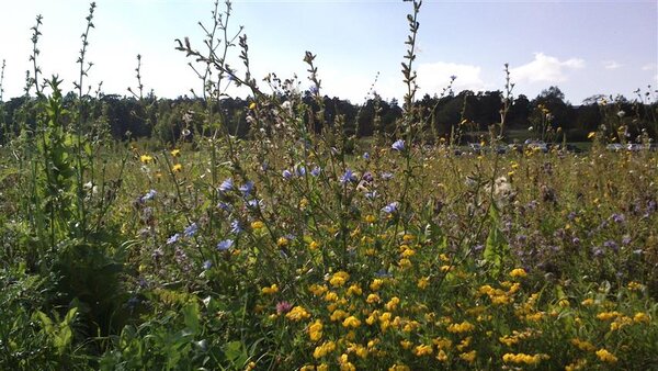 wild flowers.jpg