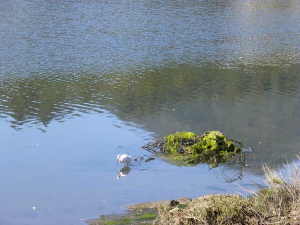 Corte Madera Creek.jpg