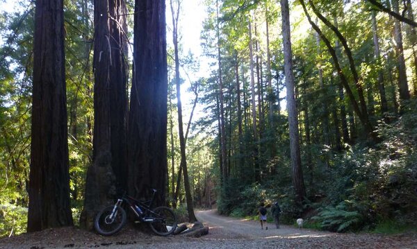 In the Redwoods.jpg