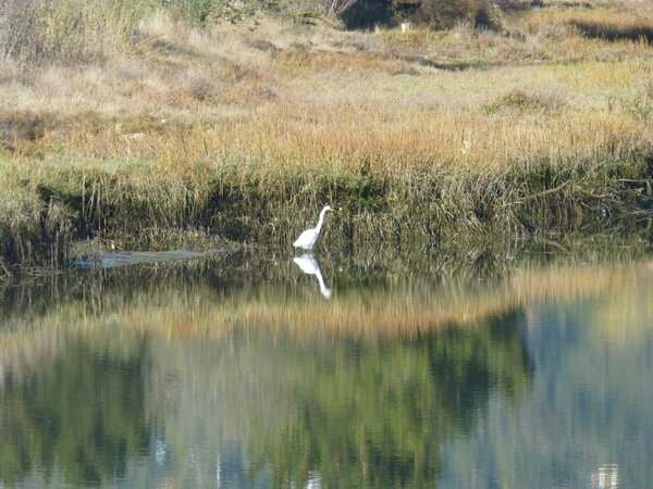 Egret.jpg