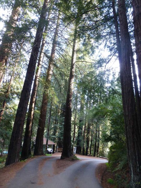 Road in the Redwoods.jpg