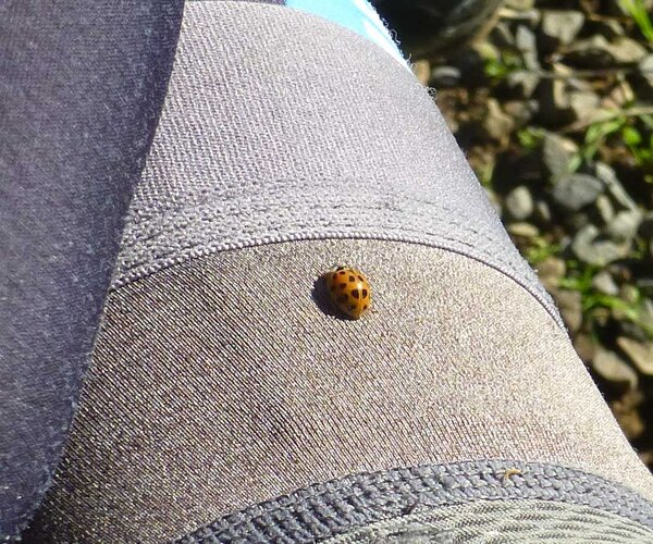 Ladybug on my leg.jpg