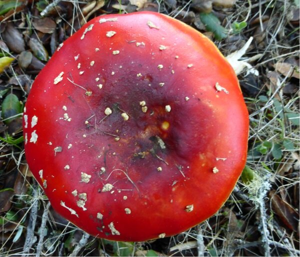 amanita3.jpg