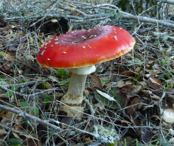 amanita2.jpg