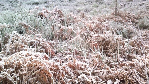 frozen bracken.jpg