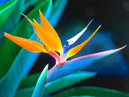 bird of paradise.jpg