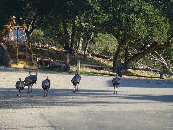 Turkeys at Sky Oaks.jpg