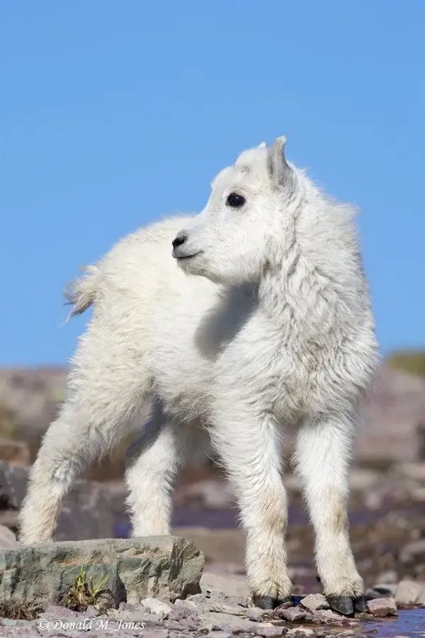 1859_1mountain_goat01893d.jpg