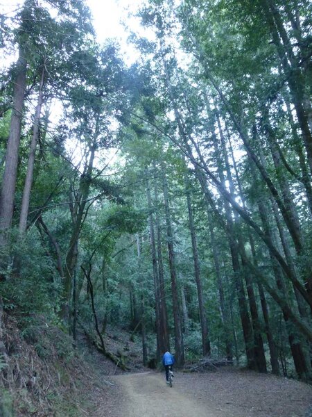 Coast Redwoods.jpg