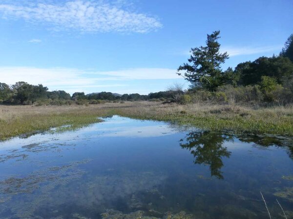 Vernal Pool.jpg