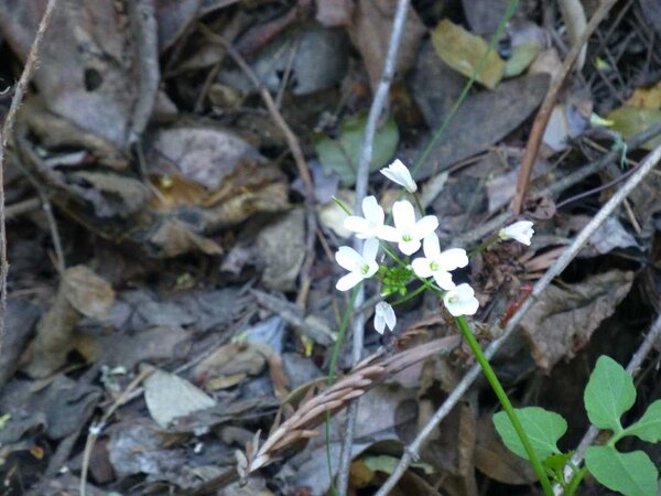 January Wildflowers.jpg