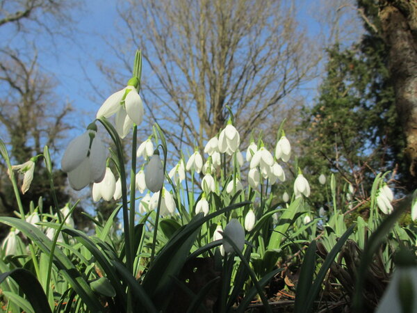 snowdrops.JPG