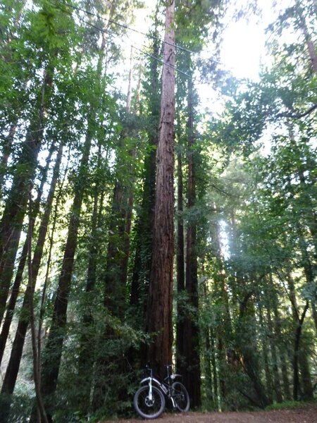 Church of the Redwoods.jpg