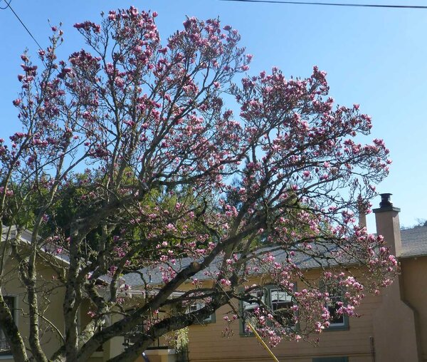 Magnolia tree.jpg