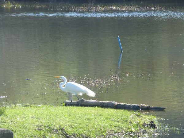 Snowy Egret.jpg