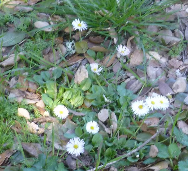 Wild Daisies.jpg