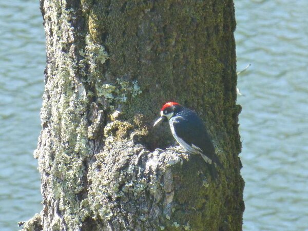 Acorn Woodpecker.jpg