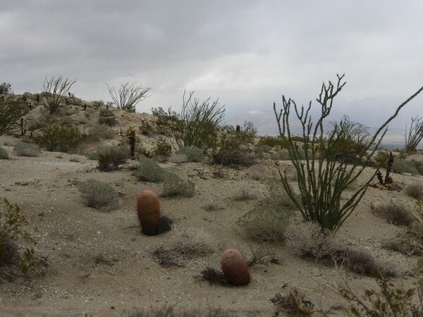 Borrego009.jpg