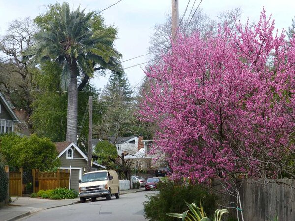 Palm and Cherry trees.jpg