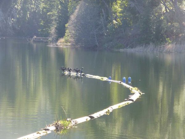 Lake Lagunitas.jpg