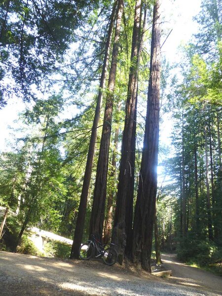 Chuch of the Redwoods.jpg