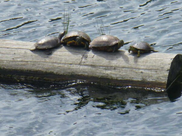 Western Pond Turtle.jpg