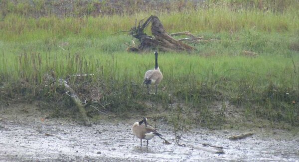 Canadian Geese.jpg