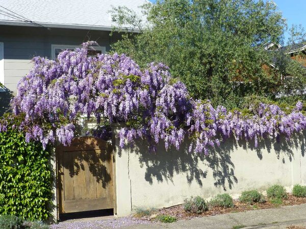 Spring Flowers.jpg