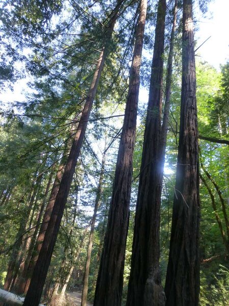 Coast Redwoods.jpg